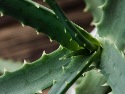 Dermaflora Aloe Vera: îngrijire delicată a pielii și a tenului cu aloe vera